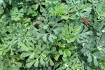 فیجن ، Herb-of-Grace، سیاب